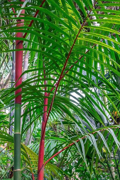 Cyrtostachys renda-palm tree
